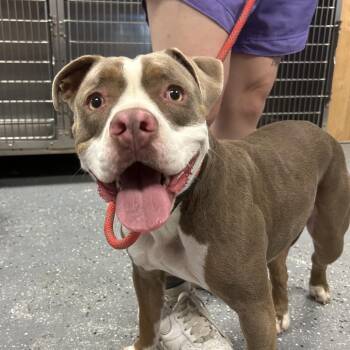 SJAS-Stray-28621 -  Pit Bull Terrier Dog for Adoption in Saint Joseph, Missouri - SJAS-Stray-28621 | PetCurious
