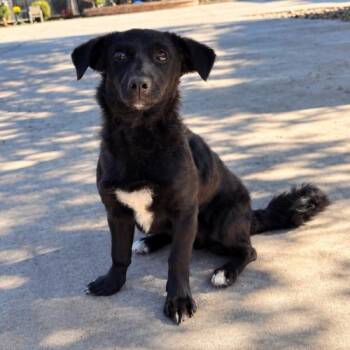 Hannah -  Dachshund and Terrier Dog for Adoption in Lathrop, California - Hannah | PetCurious