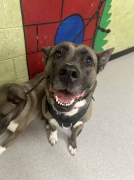 Siberian Husky Dogs Available for Adoption in Indianapolis, Indiana - PRINCES | PetCurious