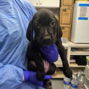 Mixed Breed Dogs Available for Adoption in Duncan, Oklahoma - Tutter | PetCurious