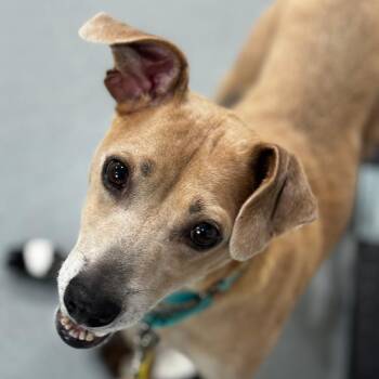Pit Bull Terrier and Mixed Breed Dogs Available for Adoption in Bradenton, Florida - Zahara | PetCurious