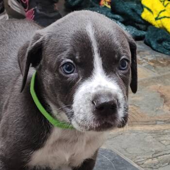 Pointer and Labrador Retriever Dogs Available for Adoption - Mick Jagger | PetCurious