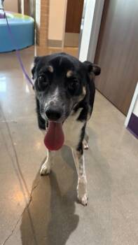 JOHN -  German Shepherd Dog and Mixed Breed Dog for Adoption in Houston, Texas - JOHN | PetCurious