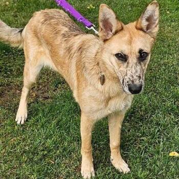 NY Rae (Home in Hopewell Junction NY) -  Shepherd and Mixed Breed Dog for Adoption in Stormville, New York - NY Rae (Home In Hopewell Junction NY) | PetCurious