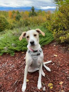 Rescue Labrador Retriever Dogs for Adoption in Coatesville, Pennsylvania - Sadie | PetCurious
