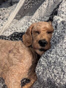Harlow -  Miniature Poodle Dog Available for Adoption - Harlow | PetCurious