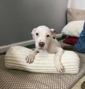 Dylan -  Pit Bull Terrier and Australian Shepherd Dog for Adoption in Watertown, Connecticut - Dylan | PetCurious