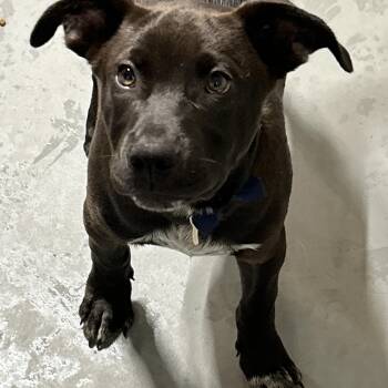 Rescue Black Labrador Retriever and German Shorthaired Pointer Dogs for Adoption in Lampasas, Texas - Mesquite | PetCurious