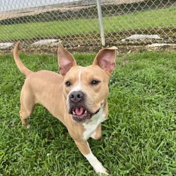 Pop Tart -  Mixed Breed Dog for Adoption in Blairsville, Georgia - Pop Tart | PetCurious