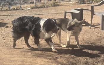 Australian Shepherd Dogs Available for Adoption - **ASHER | PetCurious