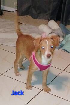 Jack Russell Terrier and Miniature Pinscher Dogs Available for Adoption - Jack | PetCurious