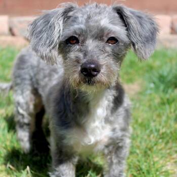Schnoodle and Miniature Poodle Dogs Available for Adoption - Ms. Beautiful Tilly | PetCurious
