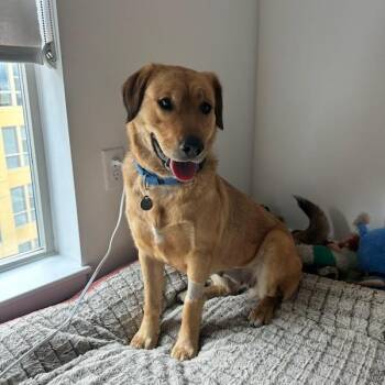 Mable -  Labrador Retriever Dog for Adoption in Salt Lake City, Utah - Mable | PetCurious