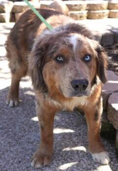 Australian Shepherd and Mixed Breed Dogs Available for Adoption in Bowling Green, Kentucky - Bruno | PetCurious