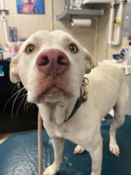Lou -  Mixed Breed Dog for Adoption in Mobile, Alabama - Lou | PetCurious