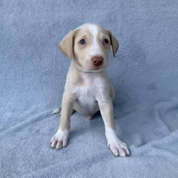 Fruit Ninja -  Labrador Retriever and Mixed Breed Dog for Adoption in Carencro, Louisiana - Fruit Ninja | PetCurious
