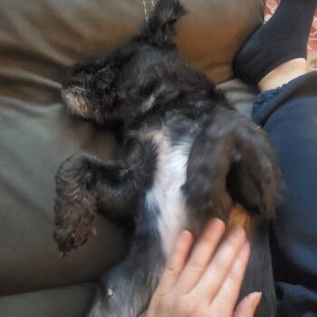 Nena -  Shih Tzu and Mixed Breed Dog for Adoption in York, Pennsylvania - Nena | PetCurious