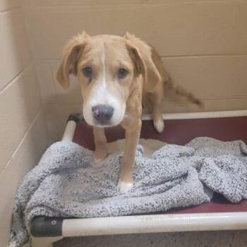 Tucker 5905 D -  Coonhound and Mixed Breed Dog for Adoption in Frankfort, Kentucky - Tucker 5905 D | PetCurious