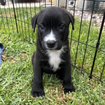 Smokey (C000-253) - City of Industry Location *Available 7/3* -  Labrador Retriever and Border Collie Dog for Adoption in Chino Hills, California - Smokey (C000-253) - City Of Industry Location *Available 7/3* | PetCurious