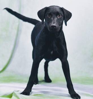 Ripley -  Black Labrador Retriever Dog Available for Adoption in Sanford, Florida - Ripley | PetCurious