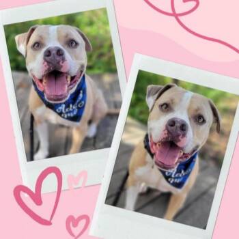 Stanley -  Mixed Breed Dog for Adoption in Port Charlotte, Florida - Stanley | PetCurious