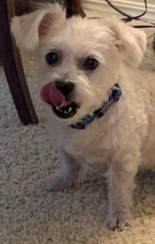 Daisy -  Shih Tzu and Maltese Dog for Adoption in Mustang, Oklahoma - Daisy | PetCurious