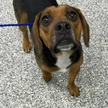 Remi -  Beagle Dog for Adoption in Bryan, Ohio - Remi | PetCurious