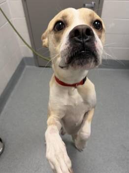 AIR BUD -  Labrador Retriever and Pit Bull Terrier Dog for Adoption in Indianapolis, Indiana - AIR BUD | PetCurious