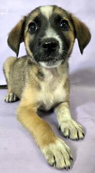 Brody -  Australian Shepherd and Mixed Breed Dog for Adoption in Morton Grove, Illinois - Brody | PetCurious