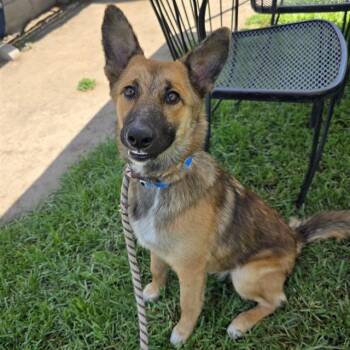 BRADSON -  German Shepherd Dog Dog for Adoption in Long Beach, California - BRADSON | PetCurious