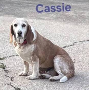 Basset Hound and Beagle Dogs Available for Adoption in Lexington, Kentucky - Cassie | PetCurious