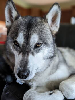 Rescue Alaskan Malamute and Husky Dogs for Adoption in Seattle, Washington - LOGAN | PetCurious