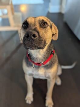 German Shepherd Dog Dogs Available for Adoption in Pflugerville, Texas - Magnolia | PetCurious