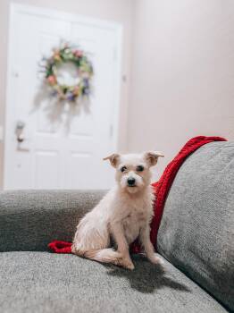 Snowflake -  West Highland White Terrier Westie Dog for Adoption in Goodyear, Arizona - Snowflake | PetCurious