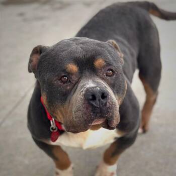 American Bulldog Dogs Available for Adoption - Gravy | PetCurious