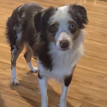 Wyatt -  Australian Shepherd Dog for Adoption in Gulfport, Mississippi - Wyatt | PetCurious