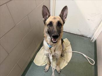 REX -  German Shepherd Dog Dog for Adoption in Santa Fe, New Mexico - REX | PetCurious