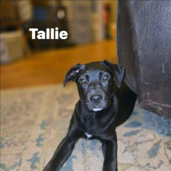 Black Labrador Retriever Dogs Available for Adoption in Douglas, Massachusetts - Tallie  | PetCurious