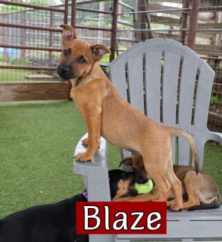 Shepherd Dogs Available for Adoption in Southlake, Texas - Blaze | PetCurious