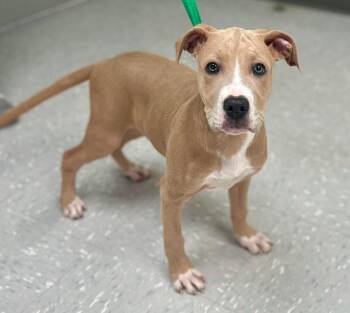 Pit Bull Terrier and Shar Pei Dogs Available for Adoption in New Philadelphia, Ohio - Orton | PetCurious
