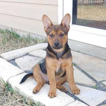 Shepherd and Australian Cattle Dog Blue Heeler Dogs Available for Adoption - Ember | PetCurious