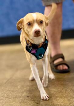 Preston -  Terrier Dog for Adoption in Eugene, Oregon - Preston | PetCurious