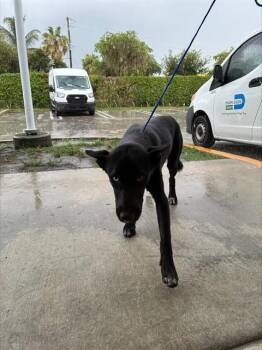 NIGHT -  Dutch Shepherd Dog for Adoption in Doral, Florida - NIGHT | PetCurious