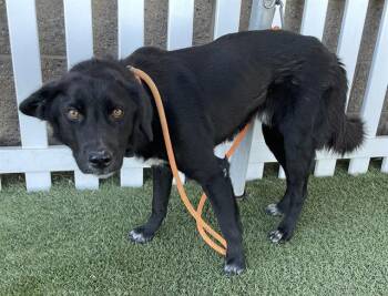 Rescue German Shepherd Dog and Collie Dogs for Adoption in Modesto, California - A602166 | PetCurious