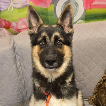 Jackson -  German Shepherd Dog Dog for Adoption in Normal, Illinois - Jackson | PetCurious