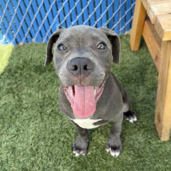 Chaplin -  Boxer and Pit Bull Terrier Dog for Adoption in Hawthorne, California - Chaplin | PetCurious