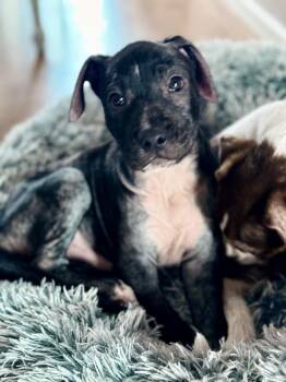 Labrador Retriever and Pit Bull Terrier Dogs Available for Adoption - Wyatt | PetCurious