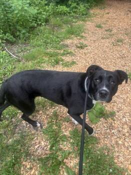 Lolly -  Labrador Retriever Dog for Adoption in Stratham, New Hampshire - Lolly | PetCurious