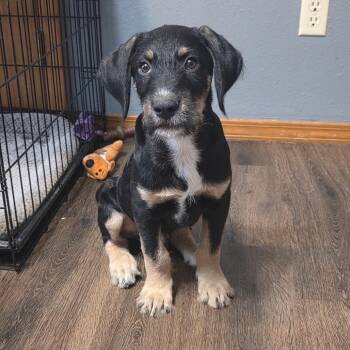 Yuno -  Labrador Retriever Dog for Adoption in Springfield, Missouri - Yuno | PetCurious
