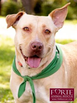 Pharaoh Hound and Labrador Retriever Dogs Available for Adoption in Marina Del Rey, California - Cleopatra | PetCurious